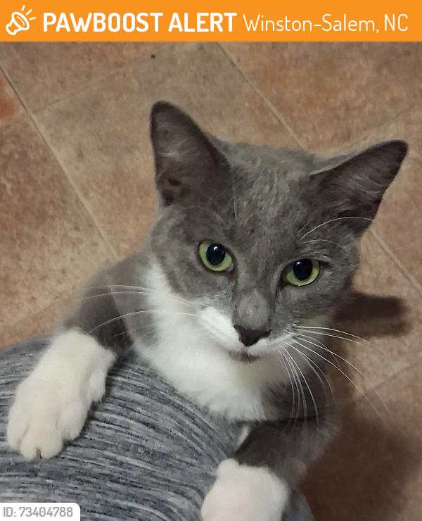 Found/Stray Female Cat last seen Country club Rd., Winston-Salem, NC 27104