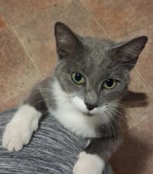Found/Stray Female Cat last seen Country club Rd., Winston-Salem, NC 27104