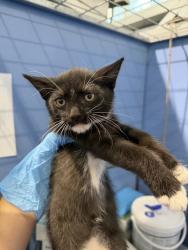 Shelter Stray Male Cat last seen , 333 Chandler Pl, San Bernardino, CA 92408, USA