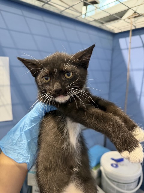 Shelter Stray Male Cat last seen , 333 Chandler Pl, San Bernardino, CA 92408, USA