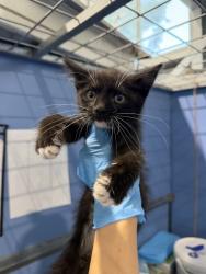 Shelter Stray Male Cat last seen , 333 Chandler Pl, San Bernardino, CA 92408, USA