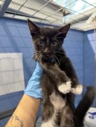 Shelter Stray Female Cat last seen , 333 Chandler Pl, San Bernardino, CA 92408, USA