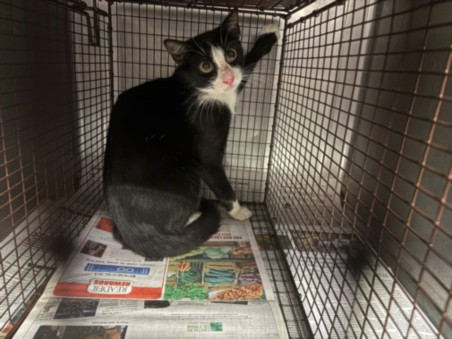 Shelter Stray Unknown Cat last seen , West Valley Animal Shelter, 20655 Plummer St, Chatsworth, CA 91311, USA