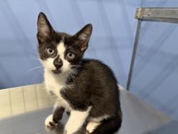 Shelter Stray Male Cat last seen TARGET ON ORANGE SHOW, 333 Chandler Pl, San Bernardino, CA 92408, USA