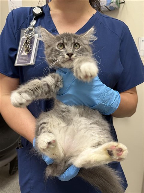 Shelter Stray Female Cat last seen JENNY LYNN WY / FRANKLIN HIGH RD, 9150 Union Park Way, Elk Grove, CA 95624, USA