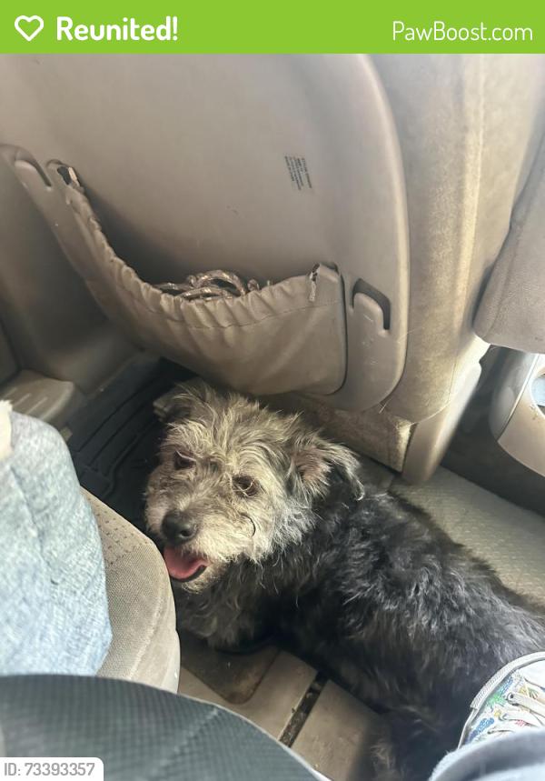 Reunited Female Dog last seen Frazier and Francisquito, Baldwin Park, CA 91706