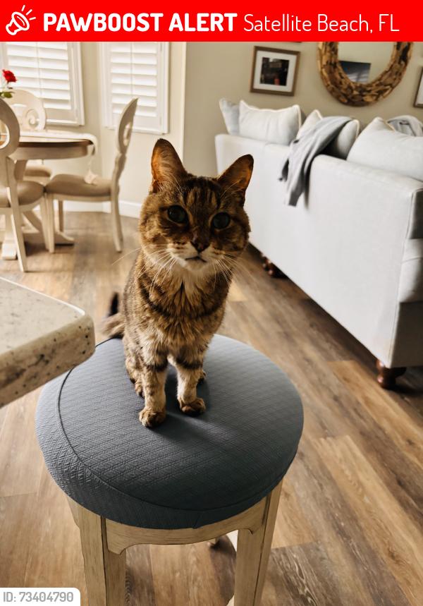 Lost Female Cat last seen Near Anderson Court Satellite Beach, Satellite Beach, FL 32937