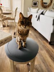 Lost Female Cat last seen Near Anderson Court Satellite Beach, Satellite Beach, FL 32937