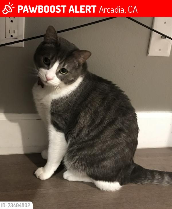 Lost Male Cat last seen W Arthur Ave, near Las Flores Ave, London Ave, and Palm Dr, in the area between Santa Anita Ave and El Monte Ave., Arcadia, CA 91007