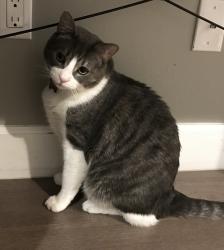 Lost Male Cat last seen W Arthur Ave, near Las Flores Ave, London Ave, and Palm Dr, in the area between Santa Anita Ave and El Monte Ave., Arcadia, CA 91007