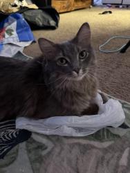 Lost Male Cat last seen Mesaba and w 2nd st 55806, Duluth, MN 55806