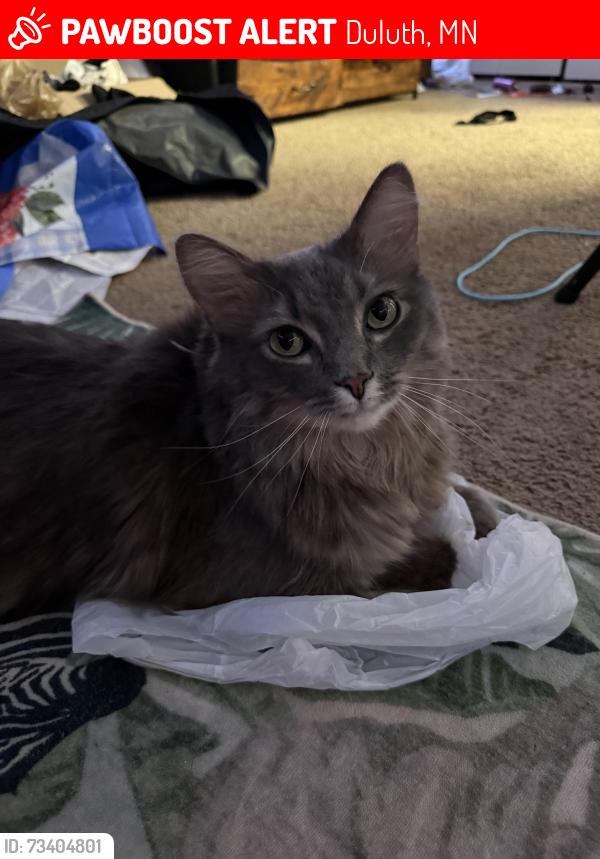 Lost Male Cat last seen Mesaba and w 2nd st 55806, Duluth, MN 55806