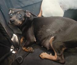 Shelter Stray Female Dog last seen , 4275 Elton St, Baldwin Park, CA 91706, USA