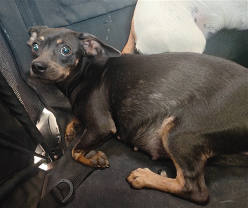 Shelter Stray Female Dog last seen , 4275 Elton St, Baldwin Park, CA 91706, USA
