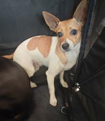 Shelter Stray Female Dog last seen , 4275 Elton St, Baldwin Park, CA 91706, USA