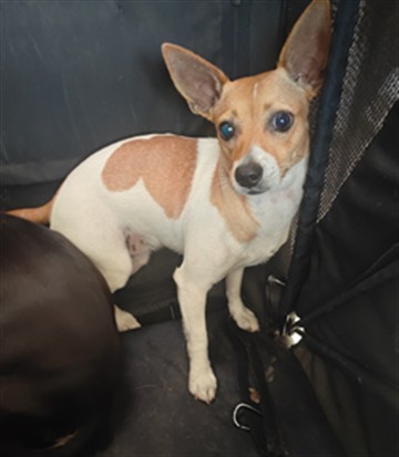 Shelter Stray Female Dog last seen , 4275 Elton St, Baldwin Park, CA 91706, USA