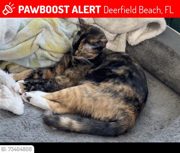 Lost Female Cat last seen Church across the street, Deerfield Beach, FL 33441