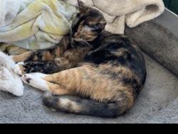 Lost Female Cat last seen Church across the street, Deerfield Beach, FL 33441