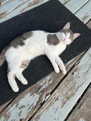 Reunited Female Cat last seen Red Oak, Oak View, Waukesha, WI 53189