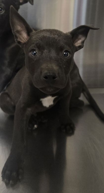 Shelter Stray Male Dog last seen E Mountain View Ave & S Peach Ave, Selma Zone Fresno CO 3 93662, CA, 1510 W Dan Ronquillo Dr, Fresno, CA 93706, USA