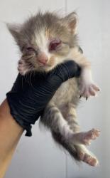 Shelter Stray Female Cat last seen Near Keltner, CITY of El Paso, TX, 5001 Fred Wilson Ave, El Paso, TX 79906, USA