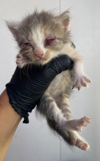 Shelter Stray Female Cat last seen Near Keltner, CITY of El Paso, TX, 5001 Fred Wilson Ave, El Paso, TX 79906, USA