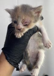 Shelter Stray Female Cat last seen Near Keltner, CITY of El Paso, TX, 5001 Fred Wilson Ave, El Paso, TX 79906, USA