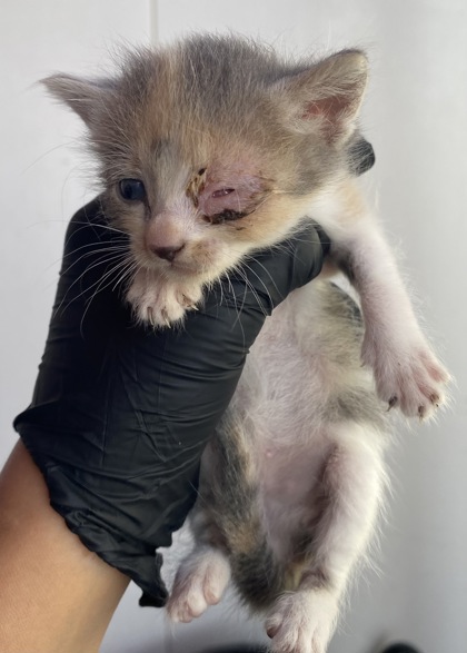 Shelter Stray Female Cat last seen Near Keltner, CITY of El Paso, TX, 5001 Fred Wilson Ave, El Paso, TX 79906, USA