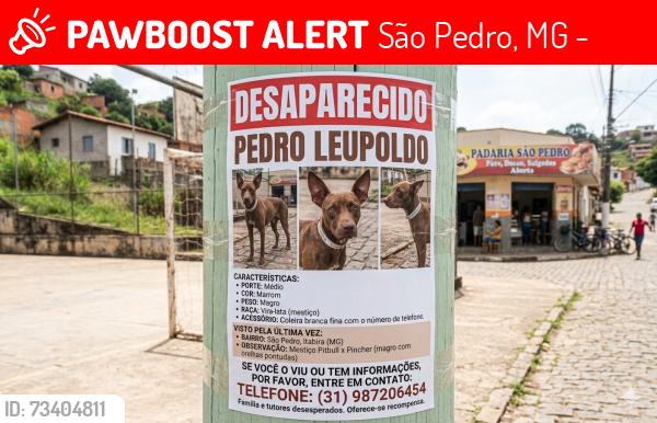 Lost Male Dog last seen Near Av. das Rosas, São Pedro, MG 35900-120