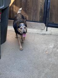 Reunited Unknown Dog last seen Walerga & Don Julio, North Highlands, CA 95660