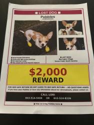 Lost Female Dog last seen Harbor Lake Dr, Goose Creek, SC 29445