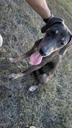 Found/Stray Male Dog last seen Nicholson lake rd & langhorn rd, Chappell Hill, TX 77426