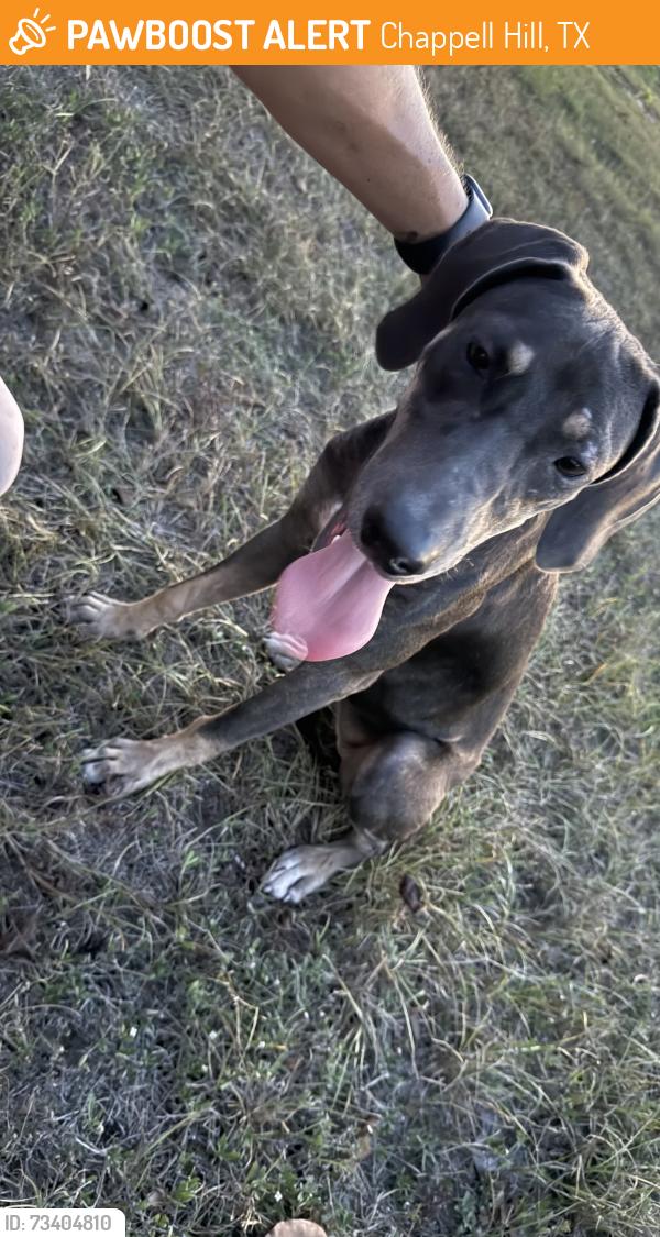 Found/Stray Male Dog last seen Nicholson lake rd & langhorn rd, Chappell Hill, TX 77426