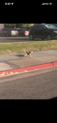 Found/Stray Unknown Dog last seen Lincoln and Magnolia passing Kentucky Fried chicken, Lincoln, CA 95648