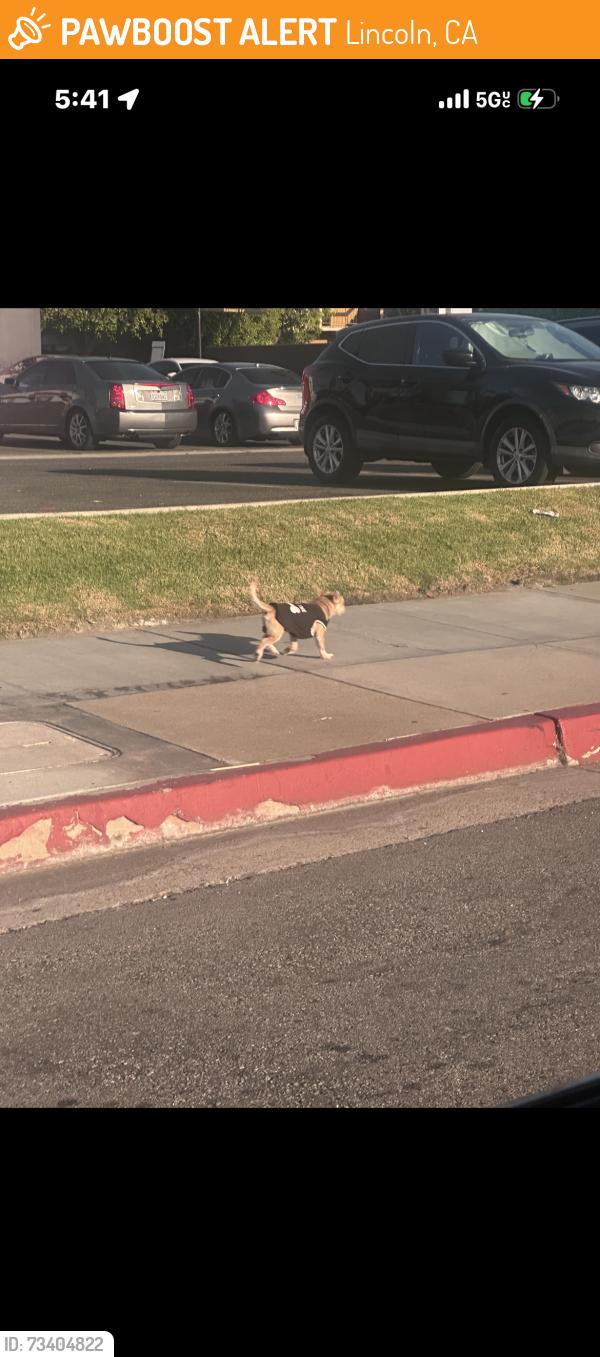 Found/Stray Unknown Dog last seen Lincoln and Magnolia passing Kentucky Fried chicken, Lincoln, CA 95648