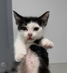 Shelter Stray Female Cat last seen Near Clay Avenue, San Diego, CA, 92113, 5500 Gaines St, San Diego, CA 92110, USA