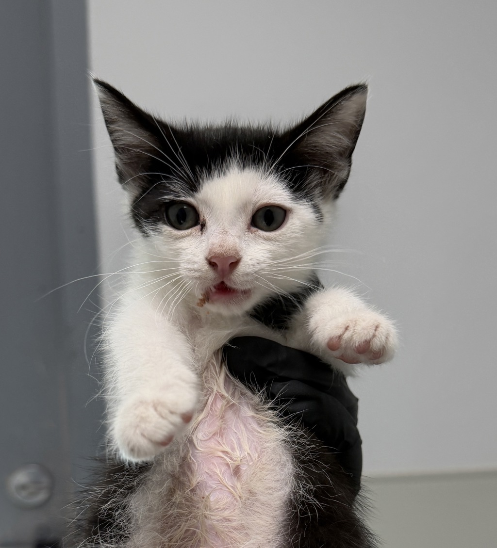 Shelter Stray Female Cat last seen Near Clay Avenue, San Diego, CA, 92113, 5500 Gaines St, San Diego, CA 92110, USA