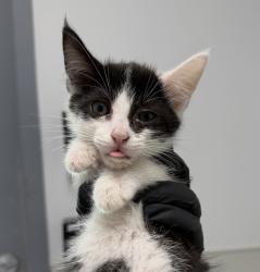 Shelter Stray Male Cat last seen Near Clay Avenue, San Diego, CA, 92113, 5500 Gaines St, San Diego, CA 92110, USA