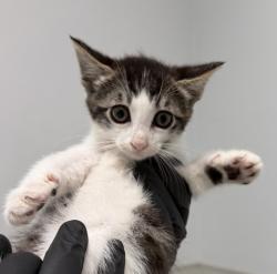 Shelter Stray Female Cat last seen Near Clay Avenue, San Diego, CA, 92113, 5500 Gaines St, San Diego, CA 92110, USA