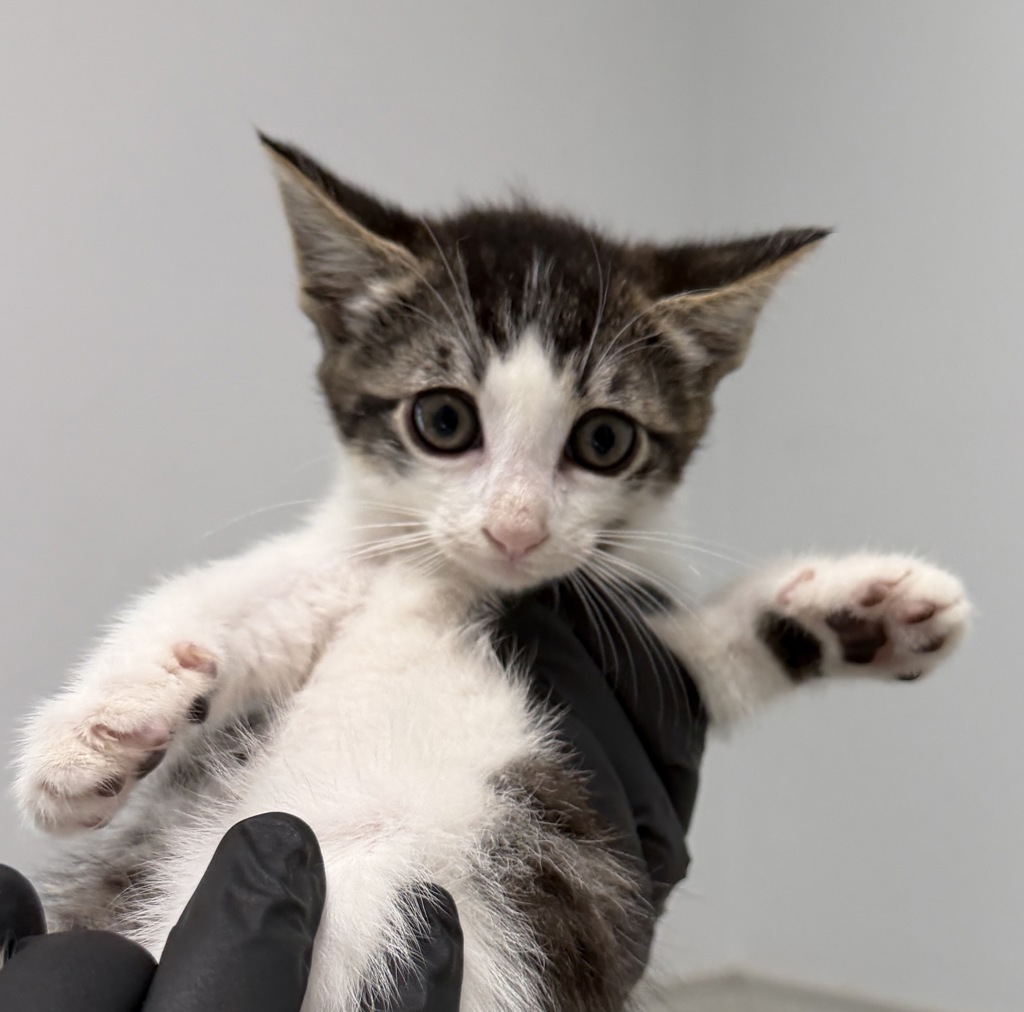 Shelter Stray Female Cat last seen Near Clay Avenue, San Diego, CA, 92113, 5500 Gaines St, San Diego, CA 92110, USA