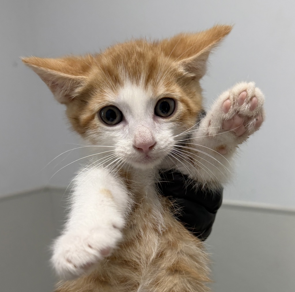 Shelter Stray Male Cat last seen Near Clay Avenue, San Diego, CA, 92113, 5500 Gaines St, San Diego, CA 92110, USA