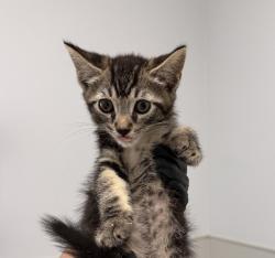 Shelter Stray Male Cat last seen Near Clay Avenue, San Diego, CA, 92113, 5500 Gaines St, San Diego, CA 92110, USA