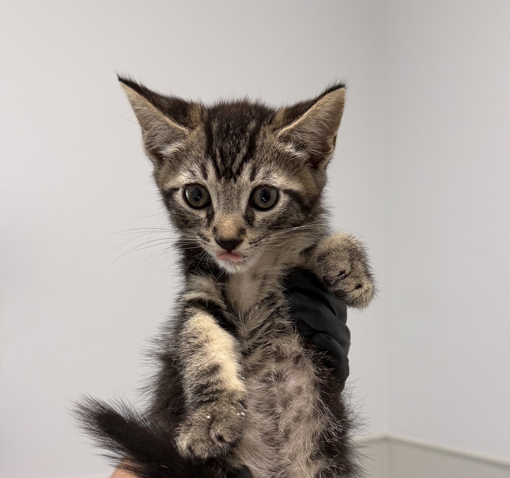 Shelter Stray Male Cat last seen Near Clay Avenue, San Diego, CA, 92113, 5500 Gaines St, San Diego, CA 92110, USA
