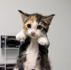 Shelter Stray Female Cat last seen Near Clay Avenue, San Diego, CA, 92113, 5500 Gaines St, San Diego, CA 92110, USA