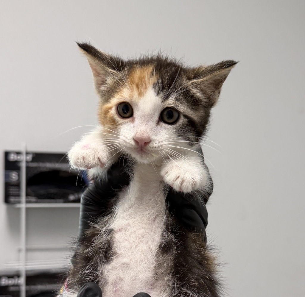 Shelter Stray Female Cat last seen Near Clay Avenue, San Diego, CA, 92113, 5500 Gaines St, San Diego, CA 92110, USA