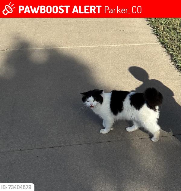 Lost Unknown Cat last seen Parker Rd & Lincoln Rd, Parker, CO 80138