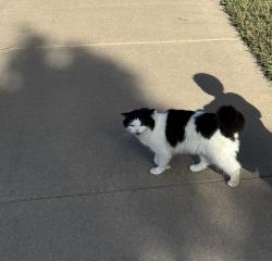 Lost Unknown Cat last seen Parker Rd & Lincoln Rd, Parker, CO 80138