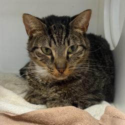 Shelter Stray Male Cat last seen , Animal Care & Control Team of Philly, 111 W Hunting Park Ave, Philadelphia, PA 19140, USA