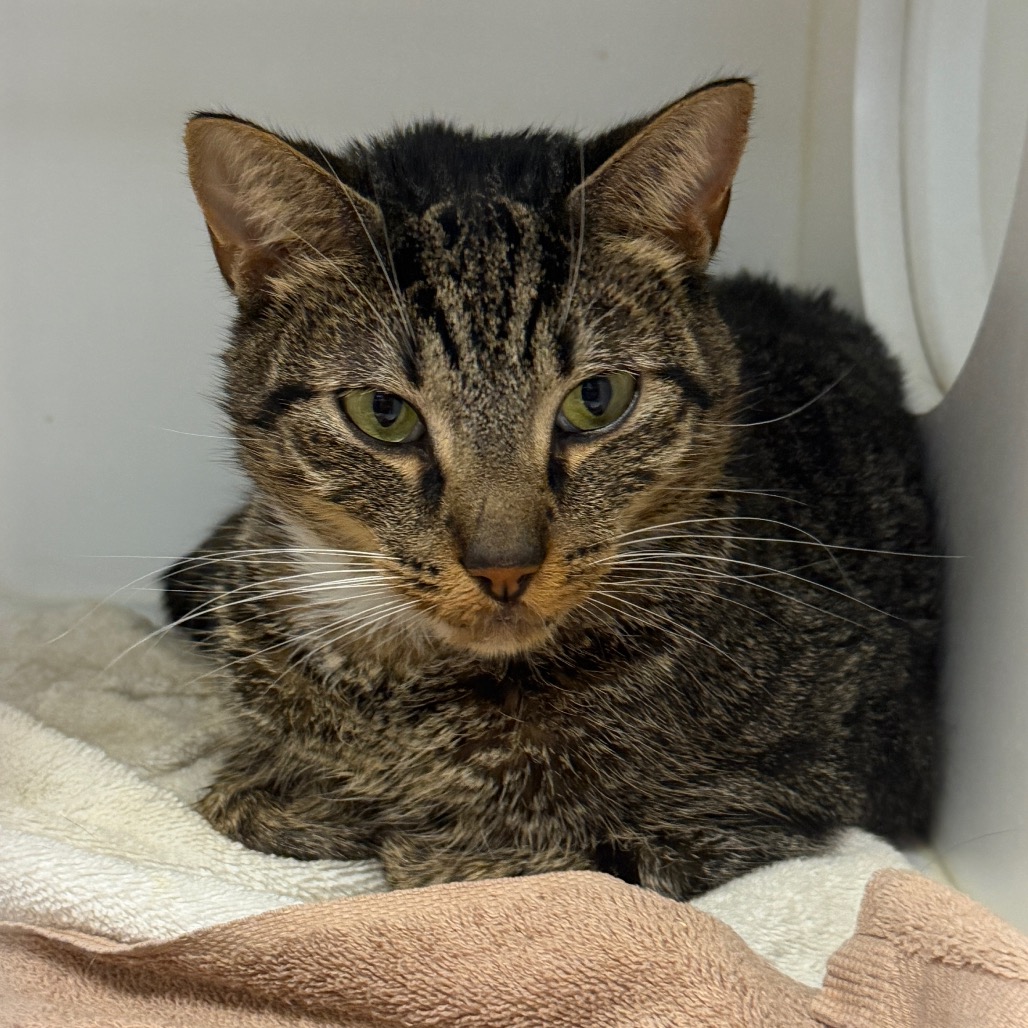 Shelter Stray Male Cat last seen , Animal Care & Control Team of Philly, 111 W Hunting Park Ave, Philadelphia, PA 19140, USA