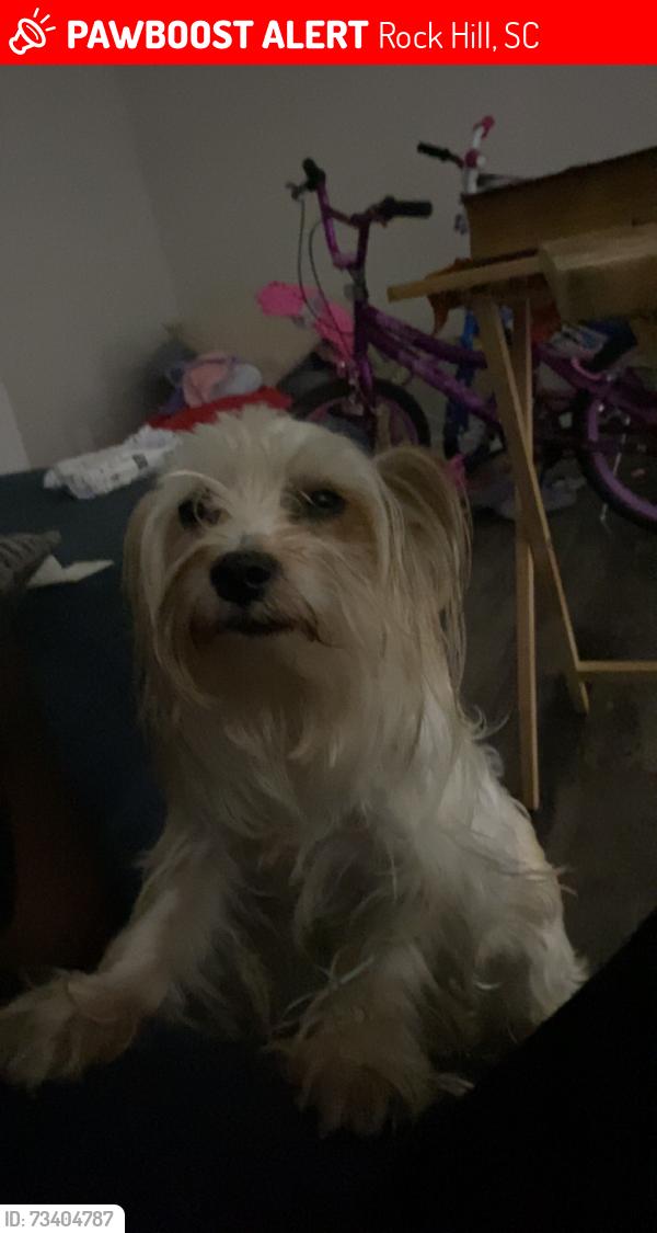 Lost Male Dog last seen Anderson road and Eden terrace, Rock Hill, SC 29730